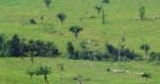 Venda fazenda Matupa MT
