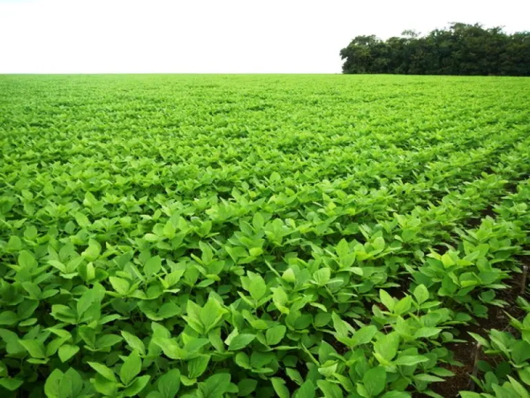 Venda fazenda Peixoto de Azevedo MT