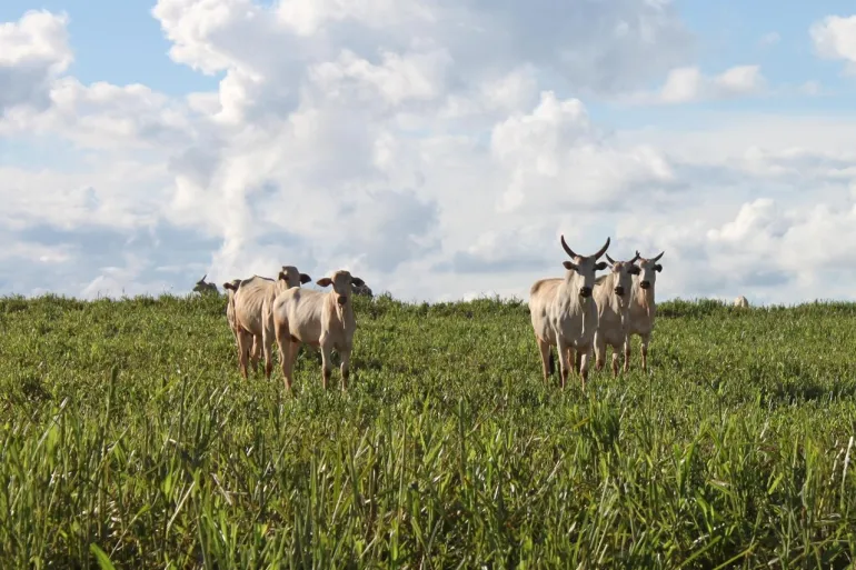 Venda fazenda Anapu Pará