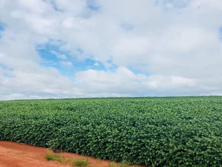 Venda fazenda Barra do Garças Mato Grosso