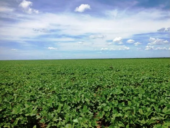Venda fazenda São Desidério Bahia
