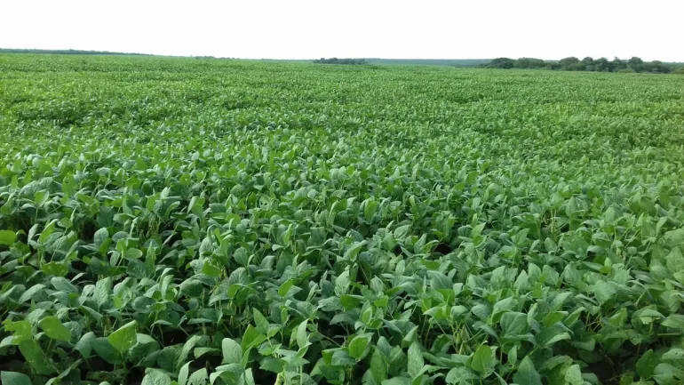 Fazenda para venda Ribeirao Cascalheira MT