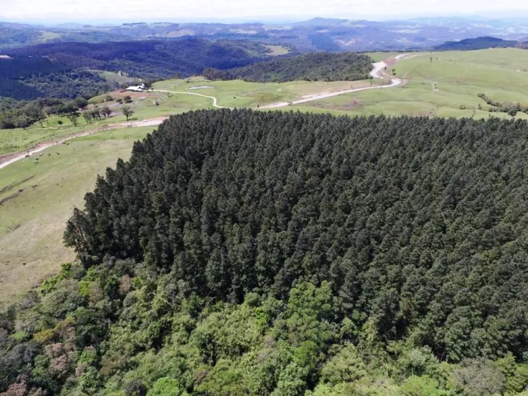 Venda fazenda reflorestamento de Pinus