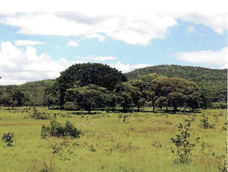 Venda fazenda Poconé MT