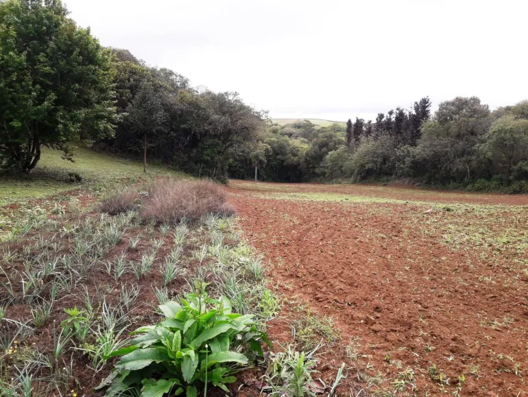 Area a venda para chacara em Campo Largo