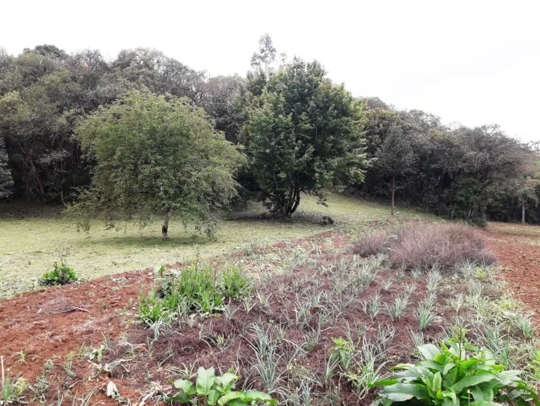 Area a venda para chacara em Campo Largo