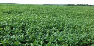 Fazenda para venda Ribeirao Cascalheira MT