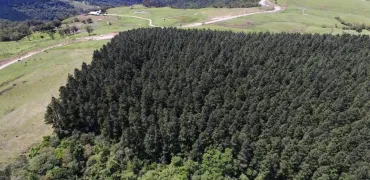 Venda fazenda reflorestamento de Pinus